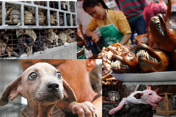 Saigon dog meat