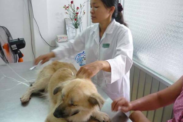 Saigon Pet clinic in Ho Chi Minh city - Veterinary services for dogs, cats,  birds