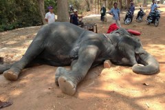 Sambo an elephant died after collapse at Angkor