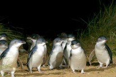 Phillip Island Penguin Parade Eco Tour