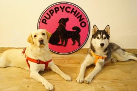 Puppychino first dog cafe