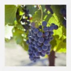 Vineyard / Winery