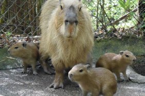 3 bé chuột lang nước sinh ra tại Nagasaki Bio Park